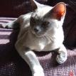 Recherche Lily Langtri
