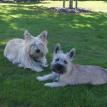 Mungo & E.D.