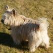 E.D. our Cairn Terrier