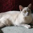 Lily