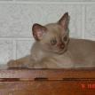 A recent kitten
