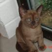 this kitten is now happily living in Gore