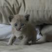 Lily's kitten