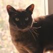 MERLIN