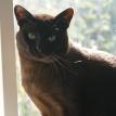MERLIN